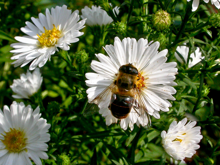 BESUCH AUF HERBSTASTER