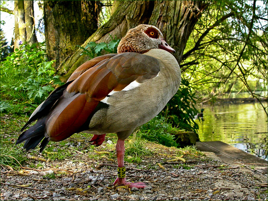 NILGANS