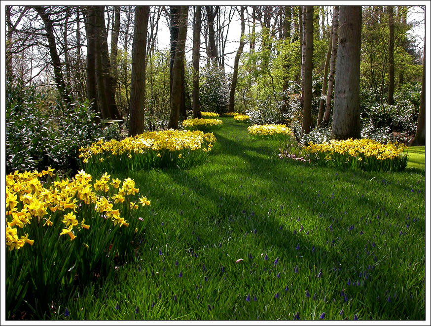 KEUKENHOF 5