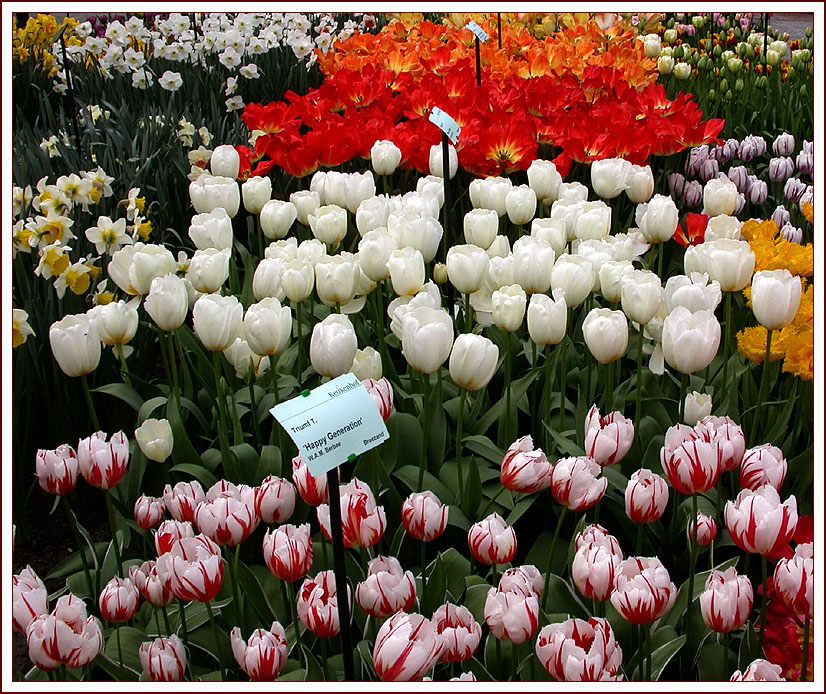 KEUKENHOF 2