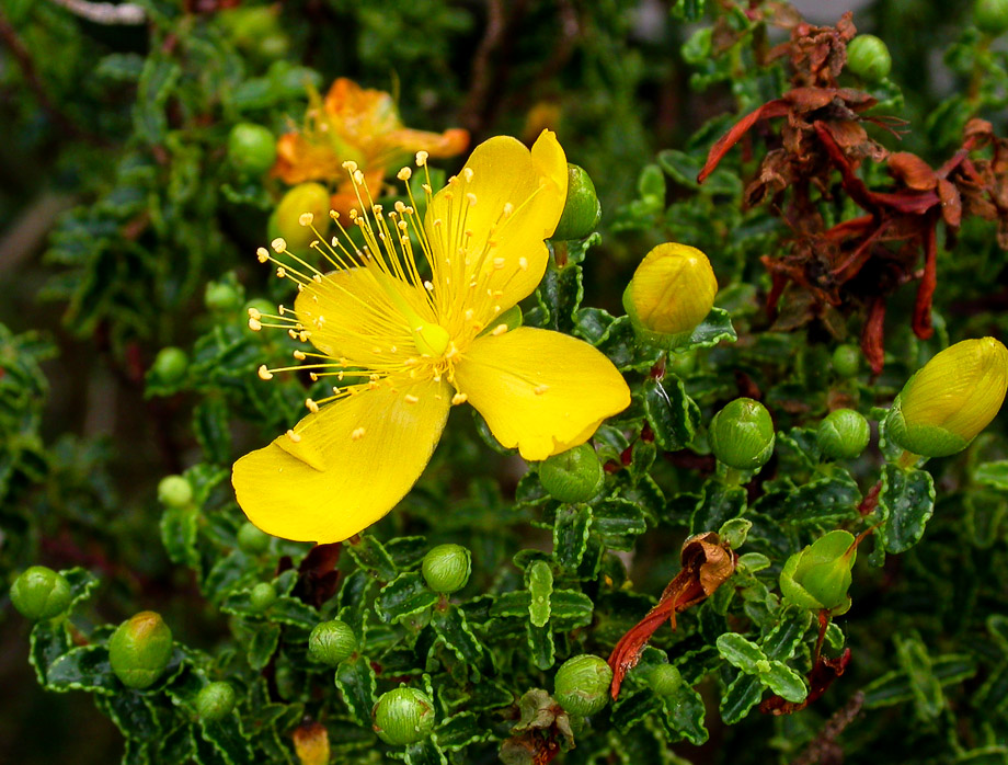 GELBE BLÜTE