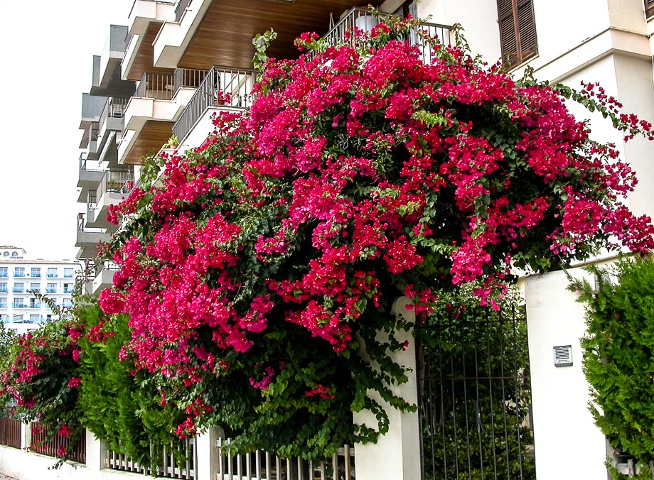 BOUGAINVILLEA,