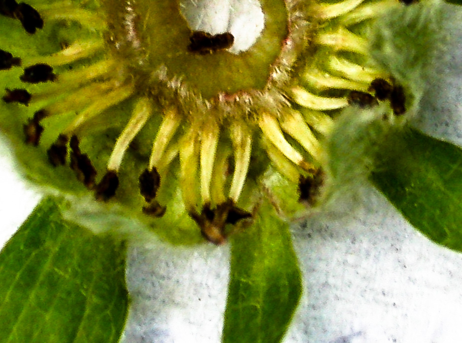 RÄTSEL CCXXII *gelöst*