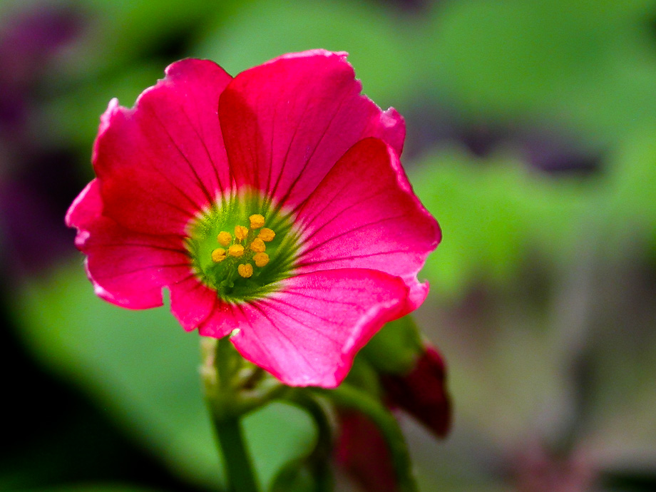 RÄTSEL CCI *gelöst*