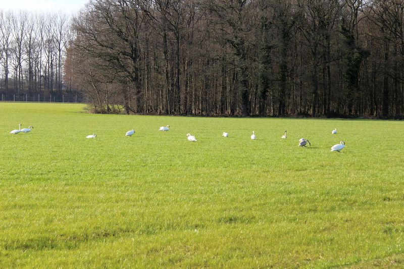 Zum täglichen Schwanenklatsch ...