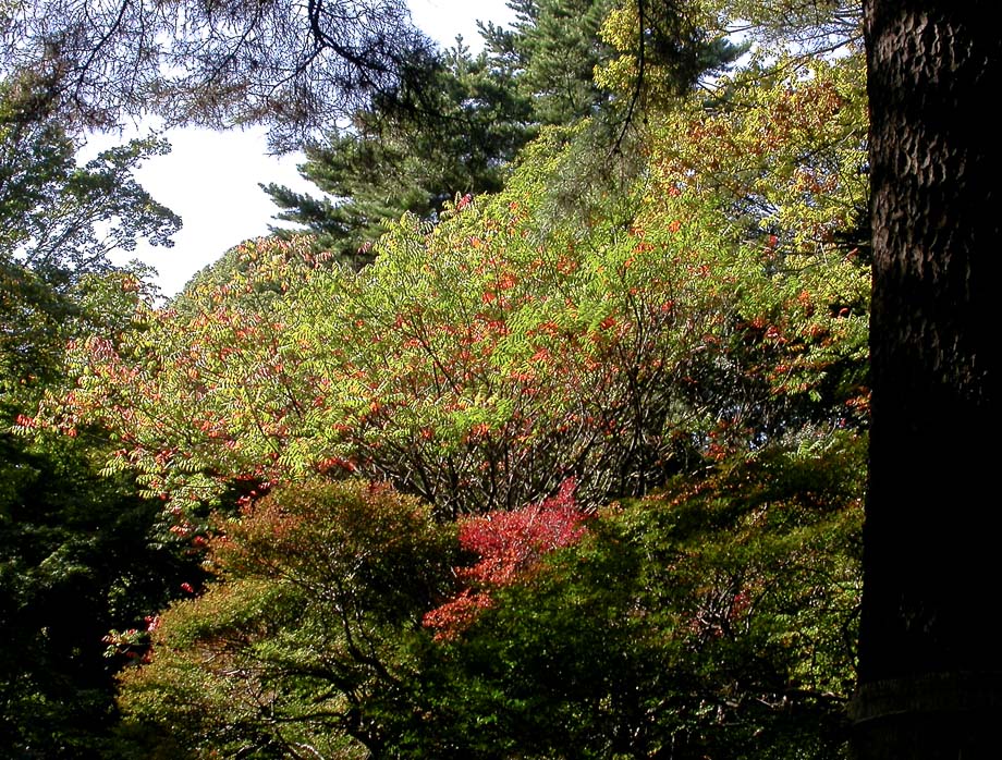 JAPAN - TOKIO - RIKUGI-EN