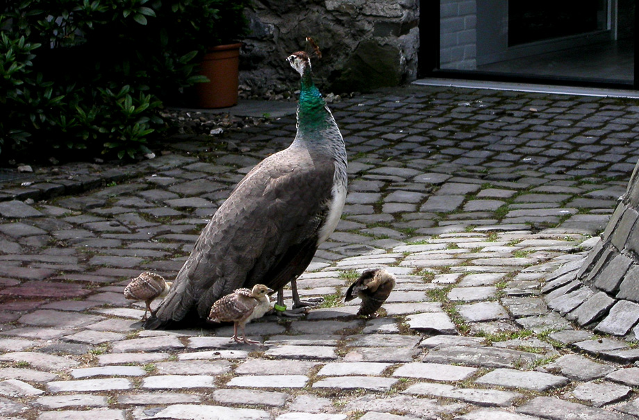 PFAU MIT NACHWUCHS