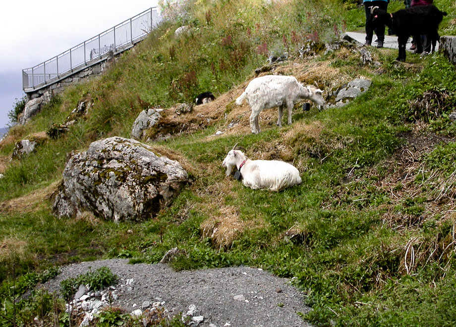 ZUM NORDKAP - BERGEN