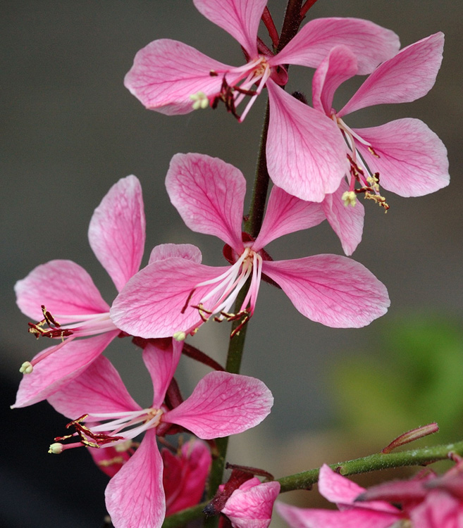 Gaura