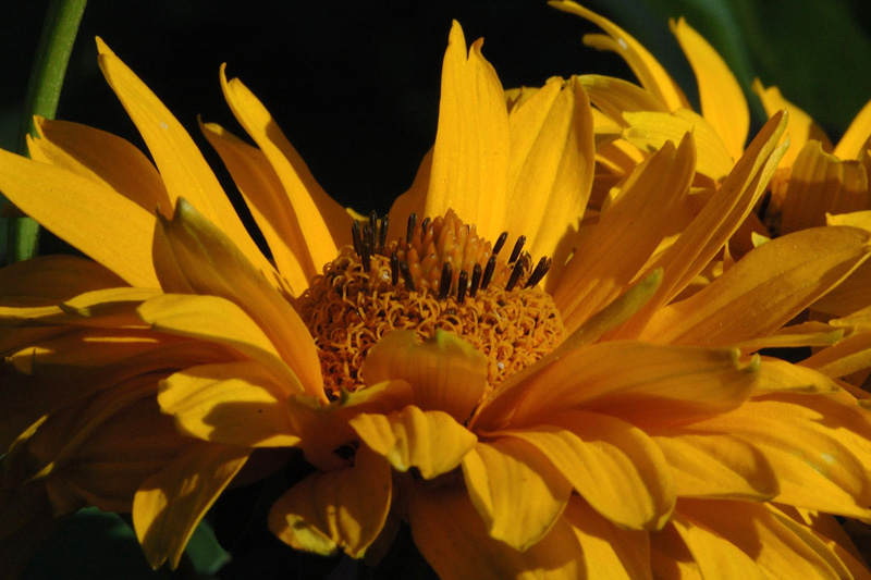 Rudbeckia