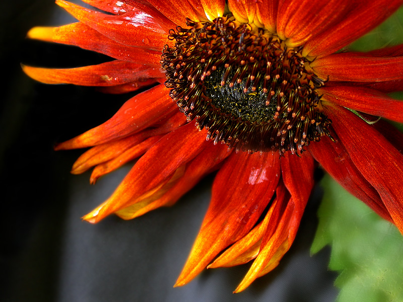 traurige Sonnenblume