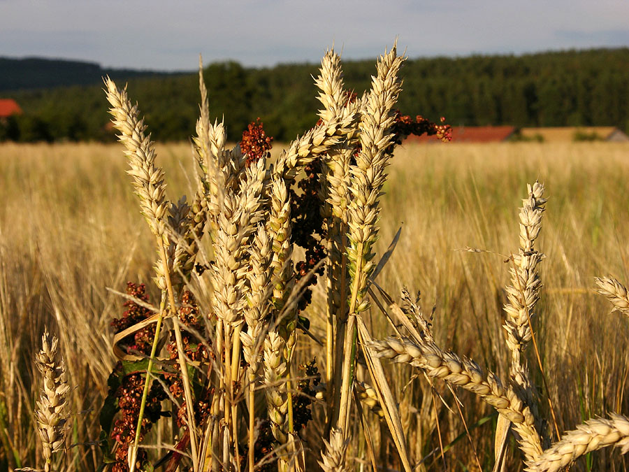 Sommerliche Ähren