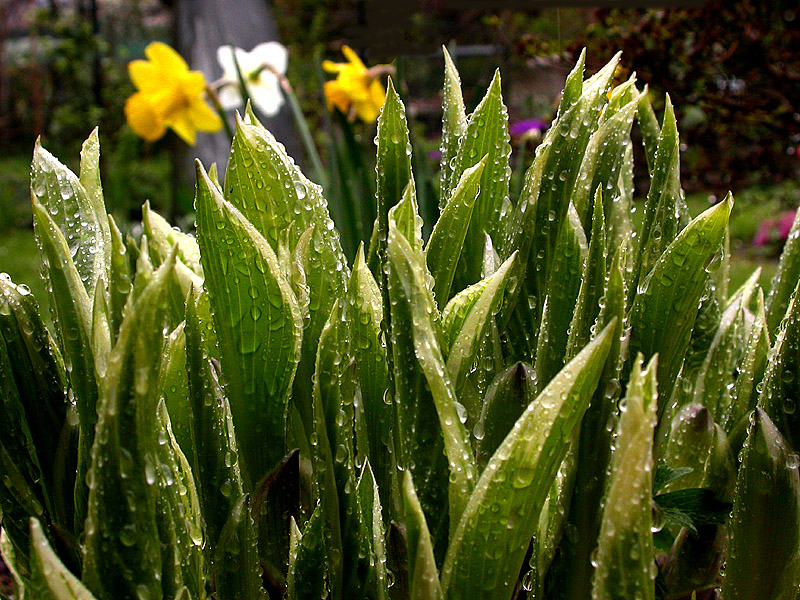 Der Frühling ist da