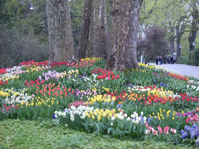 Tulpen auf der Mainau