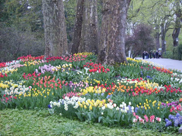 Tulpen auf der Mainau