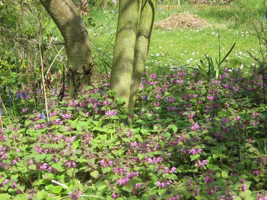 Die Hecke treibts bunt: Wilder Unterwuchs