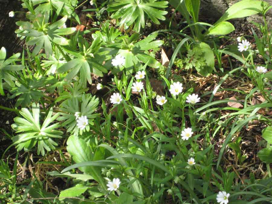 Ganz schön wild: Große Sternmiere unterm Kirschbaum