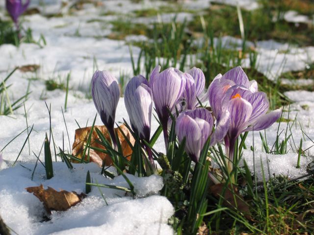 crocuss im schnee