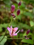 TRICYRTIS FORMOSANA 'ADBANE TRICYRTIS FORMOSANA 'ADBANE