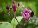 TRICYRTIS FORMOSANA 'DARK BEAUTY' TRICYRTIS FORMOSANA 'DARK BEAUTY'