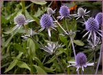 BLAUE EDELDISTEL BLAUE EDELDISTEL