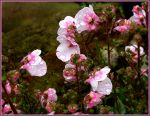 ELFENSPORN ELFENSPORN