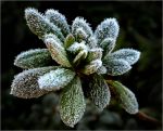 FROST ...