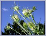 KARDEN-KRONE KARDEN-KRONE