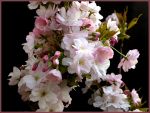 HANAMI HANAMI