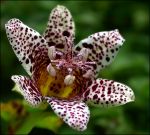 TRICYRTIS 'KOHAKU'