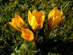 WILDKROKUS