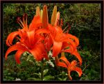 Lilienkrone Lilienkrone