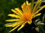 TARAXACUM OFFICINALE