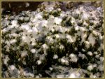 SCHNEE - KIEFER - HEIDE SCHNEE - KIEFER - HEIDE