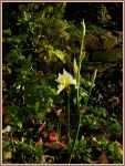 NOVEMBER-IRIS