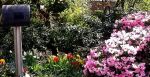 FRÜHER RHODODENDRON FRÜHER RHODODENDRON