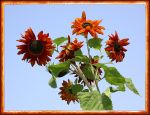 SONNENBLUMENSTRAUSS SONNENBLUMENSTRAUSS