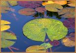 HERBSTLICHER MORGEN HERBSTLICHER MORGEN