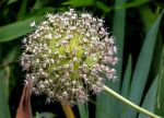 ALLIUM - FRUCHTSTAND