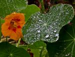 BUNTES im Regen ... BUNTES im Regen ...