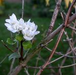 DEZEMBERFRÜHLING DEZEMBERFRÜHLING