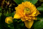 GEFÜLLTE SUMPFDOTTERBLUME GEFÜLLTE SUMPFDOTTERBLUME
