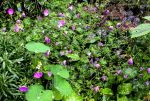 GERANIUM GERANIUM