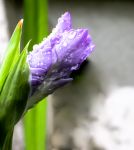GLADIOLE GLADIOLE