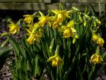 FRÜHLINGSBOTEN FRÜHLINGSBOTEN