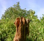 HOLZ STELE HOLZ STELE