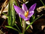 WARMES SONNENLICHT WARMES SONNENLICHT