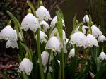 FRÜHLINGSBOTEN 12 FRÜHLINGSBOTEN 12