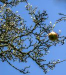 ... Ein Apfel im Februar?