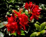 SPÄTE AZALEEN-BLÜTE SPÄTE AZALEEN-BLÜTE